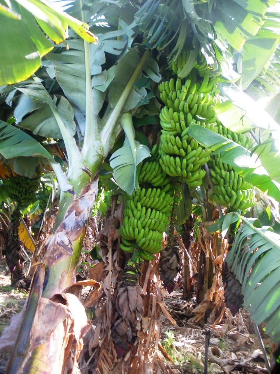 Casa Rural Finca La Maleza Agulo Ngoại thất bức ảnh